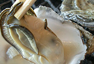 厚岸牡蠣